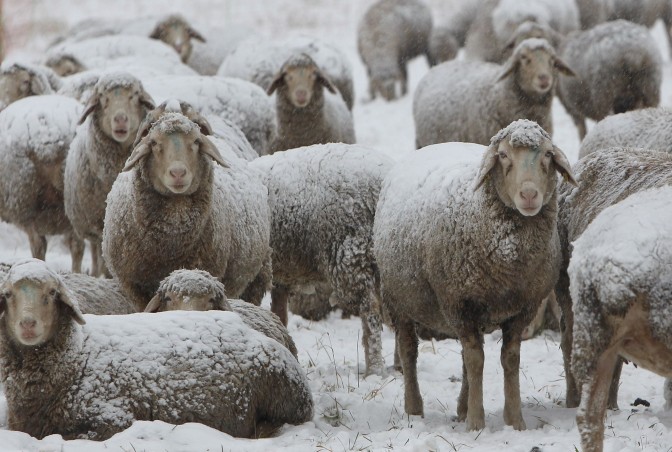 Schnee Schafe Olching