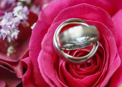 Silberne Hochzeitsringe auf Rose