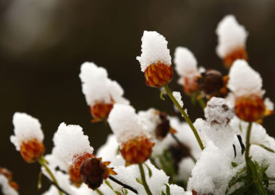 Flowers are covered with snow in Seehausen at lake Staffelsee