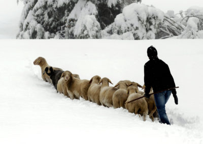 Bavarian farmer shepherds sheep through deep snow between Garmisch-Partenkirchen and Mittenwald