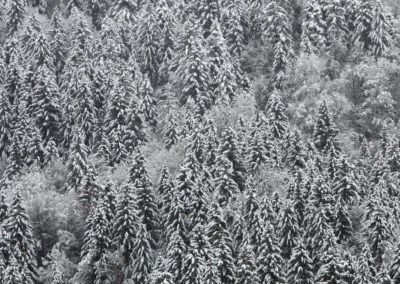 Snow covered trees are seen in a forest near Garmisch-Partenkirchen